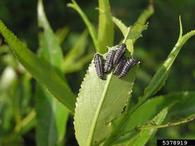 willow leaf beetle (Chrysomela vigintipunctata ) on willow (Salix spp. ) - 5378919