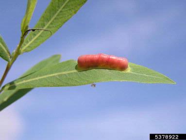 sawfly (Pontania dolichura ) on willow (Salix spp. ) - 5378922