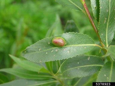 willow redgall sawfly (Pontania promixa ) on willow (Salix spp. ) - 5378923