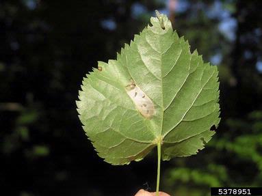 leaf blotch miner moth (Phyllonorycter issikii ) on linden (Tilia spp. ) - 5378951
