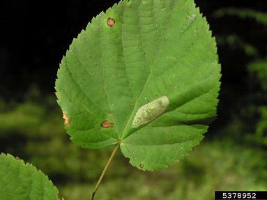 leaf blotch miner moth (Phyllonorycter issikii ) on linden (Tilia spp. ) - 5378952