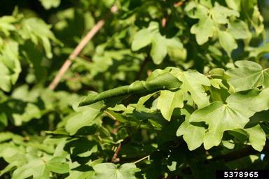 leafrollers and olethreutine moths (  ) on maple (Acer spp. ) - 5378965