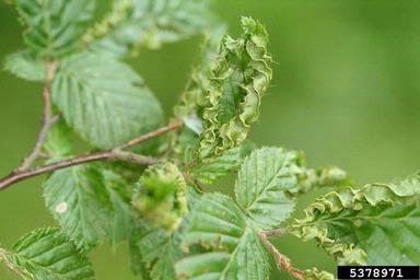 Eriophyid mite (Aceria macrotricha ) on European hornbeam (Carpinus betulus ) - 5378971