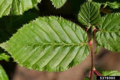 Eriophyid mite (Aceria tenella ) on European hornbeam (Carpinus betulus ) - 5378980