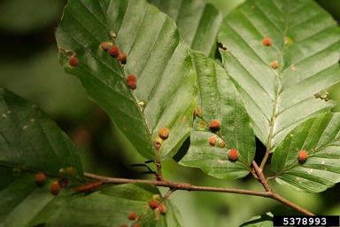 gall midge (Hartigiola annulipes ) on European beech (Fagus sylvatica ) - 5378993