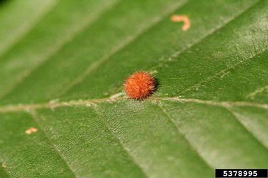 gall midge (Hartigiola annulipes ) on European beech (Fagus sylvatica ) - 5378995