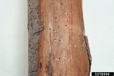 fan-bearing wood-borer (Ptilinus pectinicornis ) on European beech (Fagus sylvatica ) - 5378996