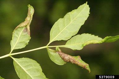 plant louse (Psyllopsis fraxini ) on European ash (Fraxinus excelsior ) - 5379009