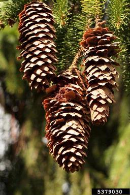 spruce coneworm (Dioryctria abietella ) on spruce (Picea spp. ) - 5379030