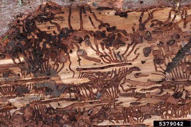 European spruce bark beetle (Ips typographus ) on spruce (Picea spp. ) - 5379042