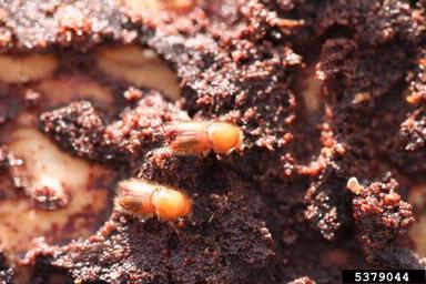 European spruce bark beetle (Ips typographus ) on spruce (Picea spp. ) - 5379044