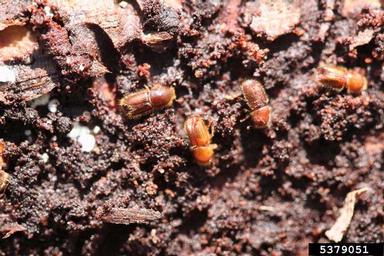 European spruce bark beetle (Ips typographus ) on spruce (Picea spp. ) - 5379051