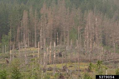 European spruce bark beetle (Ips typographus ) on spruce (Picea spp. ) - 5379054
