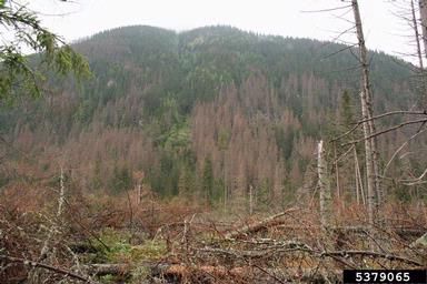 European spruce bark beetle (Ips typographus ) on spruce (Picea spp. ) - 5379065