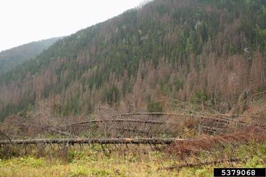 European spruce bark beetle (Ips typographus ) on spruce (Picea spp. ) - 5379068