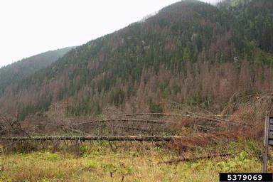 European spruce bark beetle (Ips typographus ) on spruce (Picea spp. ) - 5379069