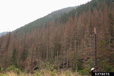 European spruce bark beetle (Ips typographus ) on spruce (Picea spp. ) - 5379075