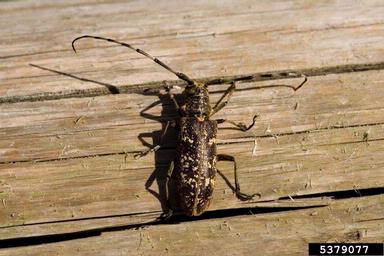 sawyer beetle (Monochamus sartor ) on spruce (Picea spp. ) - 5379077
