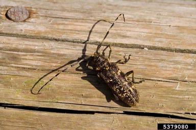 sawyer beetle (Monochamus sartor ) on spruce (Picea spp. ) - 5379080