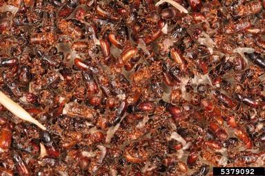 six-toothed spruce bark beetle (Pityogenes chalcographus ) on spruce (Picea spp. ) - 5379092