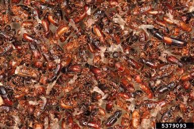 six-toothed spruce bark beetle (Pityogenes chalcographus ) on spruce (Picea spp. ) - 5379093