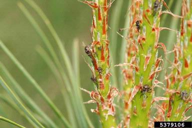 aphid (Cinara pini ) on pine (Pinus spp. ) - 5379106