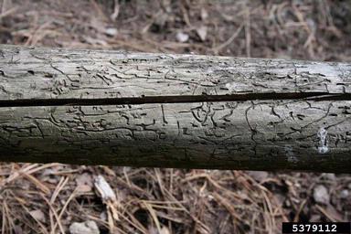 engraver beetle (Ips acuminatus ) on pine (Pinus spp. ) - 5379112