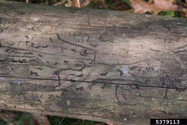 engraver beetle (Ips acuminatus ) on pine (Pinus spp. ) - 5379113