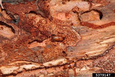 six-spined engraver beetle (Ips sexdentatus ) on pine (Pinus spp. ) - 5379147