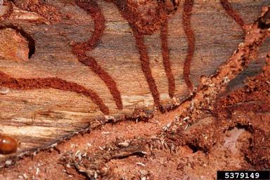 six-spined engraver beetle (Ips sexdentatus ) on pine (Pinus spp. ) - 5379149