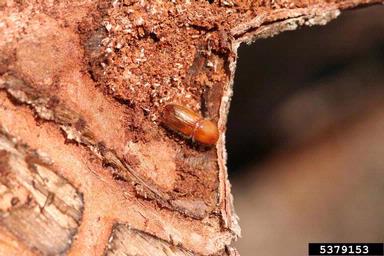 six-spined engraver beetle (Ips sexdentatus ) on pine (Pinus spp. ) - 5379153