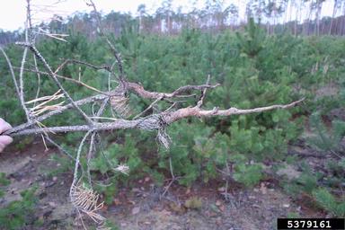 scarab beetles (Melolontha spp. ) on pine (Pinus spp. ) - 5379161