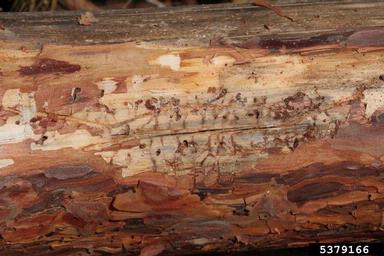 bark beetle (Orthotomicus robustus ) on pine (Pinus spp. ) - 5379166