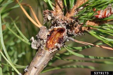 Pine resin-gall moth (Retinia resinella ) on pine (Pinus spp. ) - 5379173