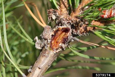 Pine resin-gall moth (Retinia resinella ) on pine (Pinus spp. ) - 5379174