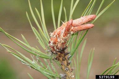 European pine shoot moth (Rhyacionia buoliana ) on pine (Pinus spp. ) - 5379199