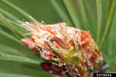 European pine shoot moth (Rhyacionia buoliana ) on pine (Pinus spp. ) - 5379204