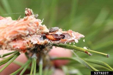 European pine shoot moth (Rhyacionia buoliana ) on pine (Pinus spp. ) - 5379207