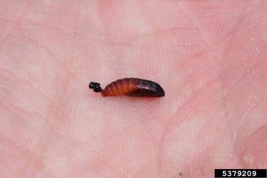 European pine shoot moth (Rhyacionia buoliana ) on pine (Pinus spp. ) - 5379209