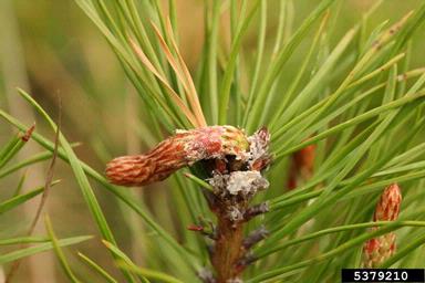 European pine shoot moth (Rhyacionia buoliana ) on pine (Pinus spp. ) - 5379210