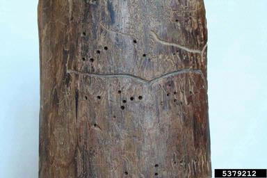lesser pine shoot beetle (Tomicus minor ) on pine (Pinus spp. ) - 5379212