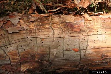 lesser pine shoot beetle (Tomicus minor ) on pine (Pinus spp. ) - 5379215