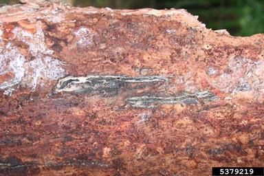 larger pine shoot beetle (Tomicus piniperda ) on pine (Pinus spp. ) - 5379219