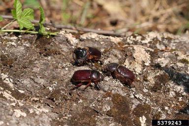 European rhinoceros beetle, Oryctes nasicornis  (Coleoptera: Scarabaeidae) - 5379243