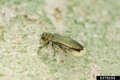 metalic wood-boring beetles (Agrilus spp. ) on aspen/poplar (Populus spp. ) - 5379258