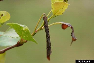 leaf rolling weevil (Byctiscus populi ) on aspen/poplar (Populus spp. ) - 5379261
