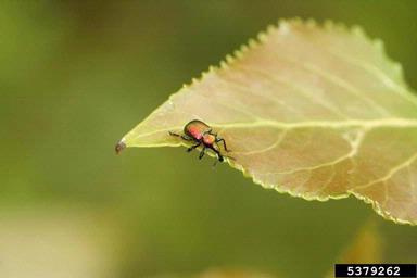 leaf rolling weevil (Byctiscus populi ) on aspen/poplar (Populus spp. ) - 5379262
