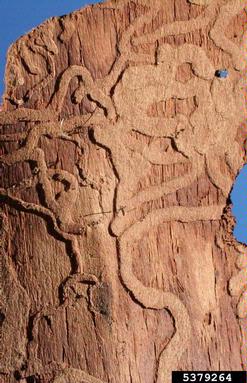 beech splendor beetle (Agrilus viridis ) on European beech (Fagus sylvatica ) - 5379264