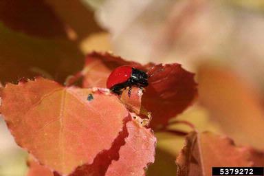 poplar leaf beetle (Chrysomela populi ) on aspen/poplar (Populus spp. ) - 5379272