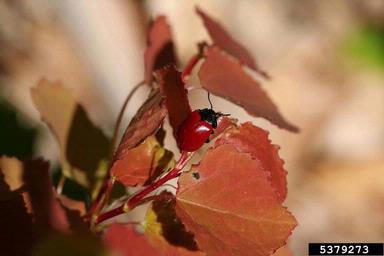 poplar leaf beetle (Chrysomela populi ) on aspen/poplar (Populus spp. ) - 5379273